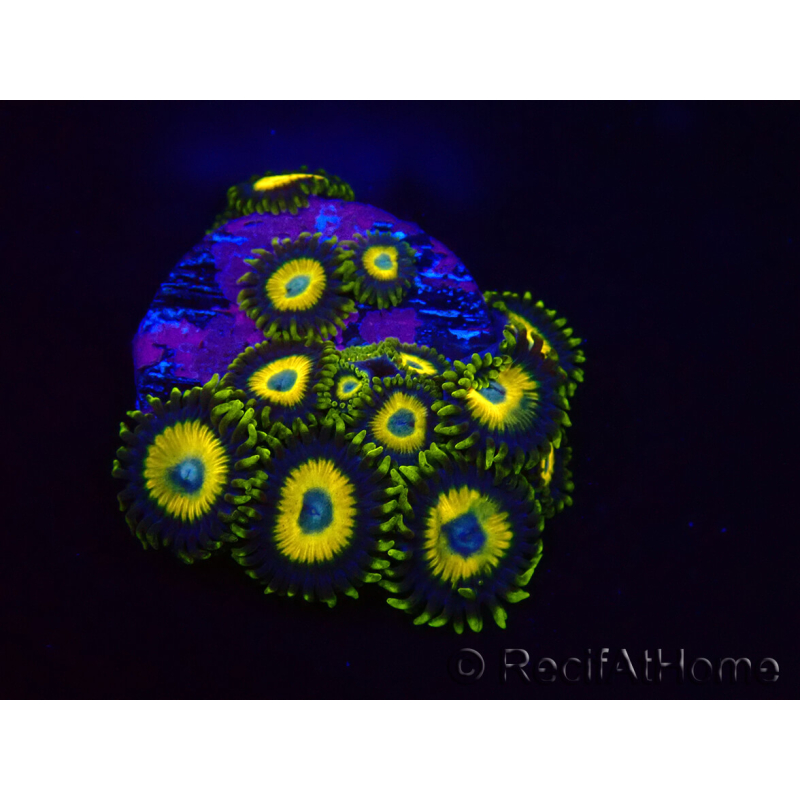WYSIWYG Zoanthus Scrambled Eggs