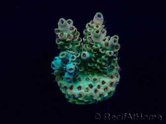 WYSIWYG Acropora Maricultuur geacclimatiseerd LED