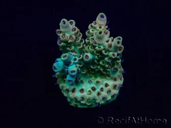 WYSIWYG Acropora Marikultur akklimatisiert LED