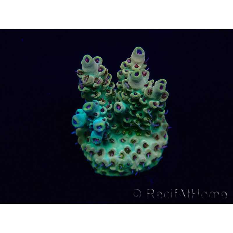 WYSIWYG Acropora Maricultuur geacclimatiseerd LED