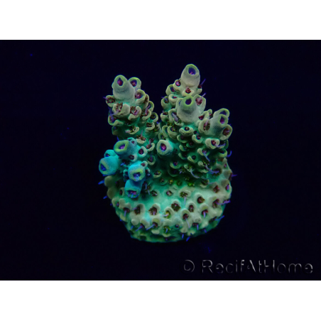 WYSIWYG Acropora Maricultuur geacclimatiseerd LED