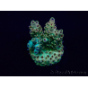 WYSIWYG Acropora Maricultuur geacclimatiseerd LED