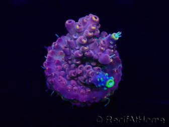 WYSIWYG Acropora Australie acclimaté led