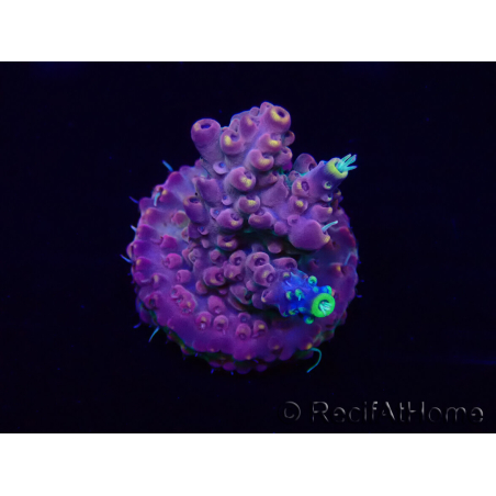 WYSIWYG Acropora Australien akklimatisiert LED