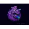 WYSIWYG Acropora Australie acclimaté led