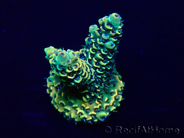 WYSIWYG Acropora Maricultuur geacclimatiseerd LED