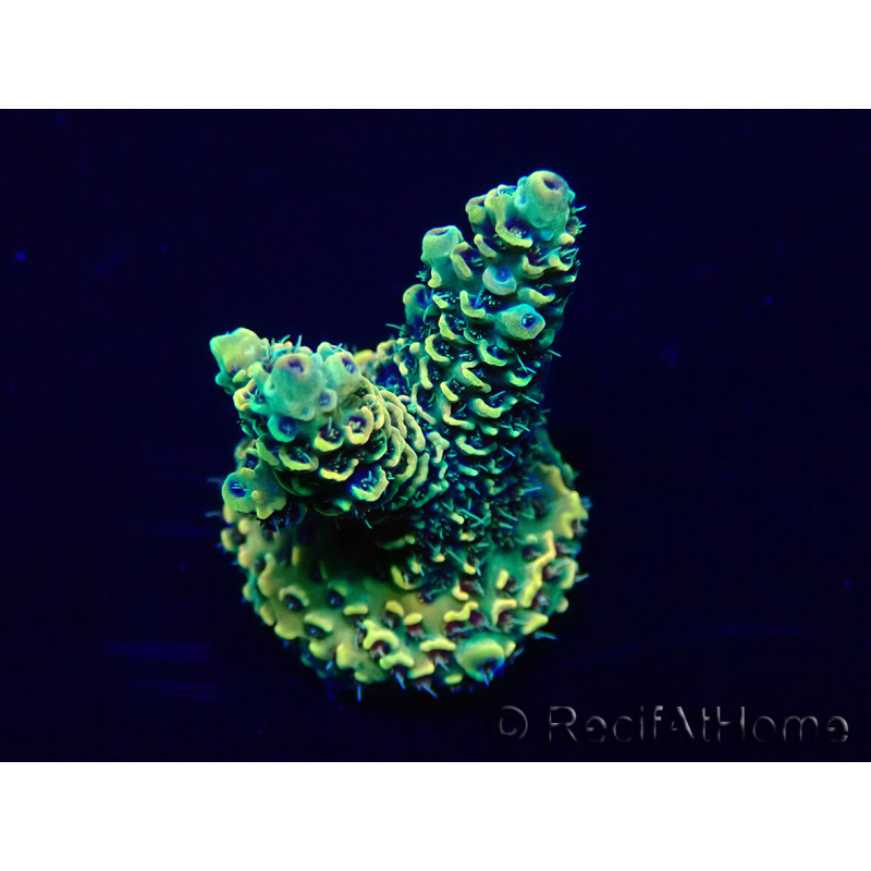 WYSIWYG Acropora Maricultuur geacclimatiseerd LED