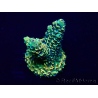 WYSIWYG Acropora Maricoltura acclimatata a LED