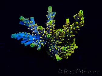 WYSIWYG Acropora Australia acclimated LED