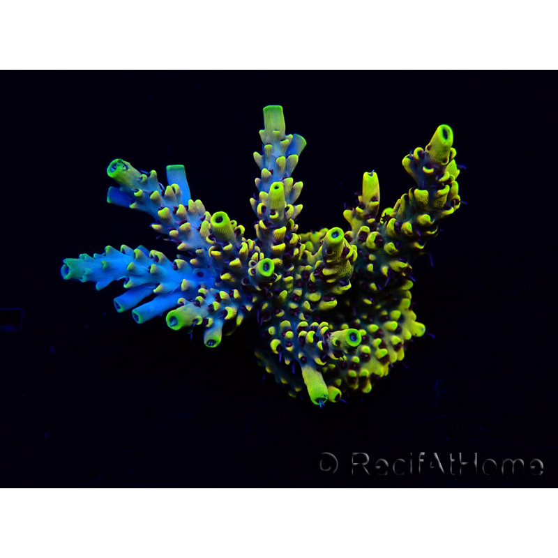 WYSIWYG Acropora Australia acclimatata led