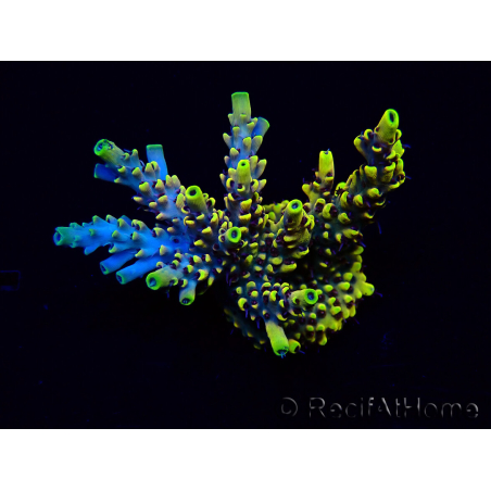 WYSIWYG Acropora Australie acclimaté led