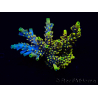 WYSIWYG Acropora Australie acclimaté led