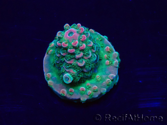 WYSIWYG Acropora acclimaté led