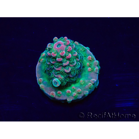 WYSIWYG Acropora Marikultur akklimatisiert LED