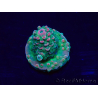 WYSIWYG Acropora Marikultur akklimatisiert LED