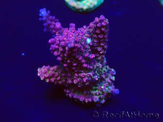 WYSIWYG Acropora Mariculture acclimaté led