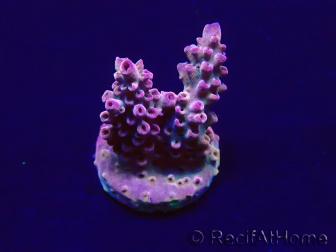 WYSIWYG Acropora Maricultuur geacclimatiseerd LED