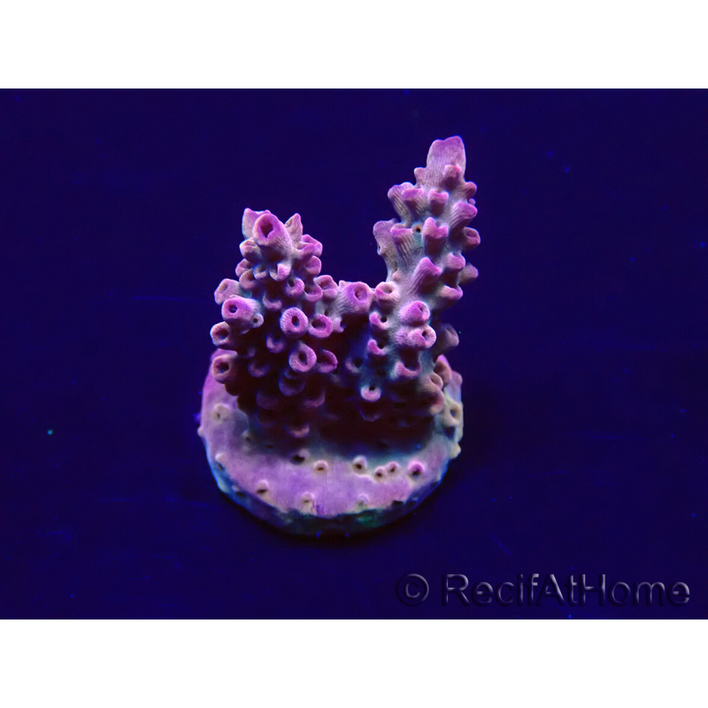 WYSIWYG Acropora Maricultuur geacclimatiseerd LED