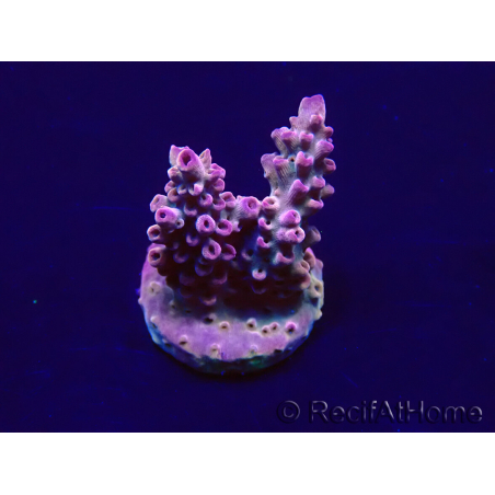 WYSIWYG Acropora Maricultuur geacclimatiseerd LED