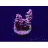 WYSIWYG Acropora Maricultuur geacclimatiseerd LED