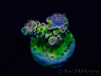 WYSIWYG Acropora Maricoltura acclimatata led