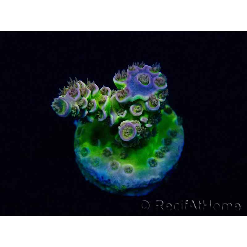 WYSIWYG Acropora Mariculture acclimaté led