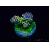 WYSIWYG Acropora Mariculture acclimaté led
