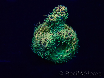 WYSIWYG Acropora Mariculture acclimated LED