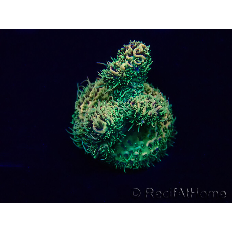 WYSIWYG Acropora Maricultuur geacclimatiseerd LED