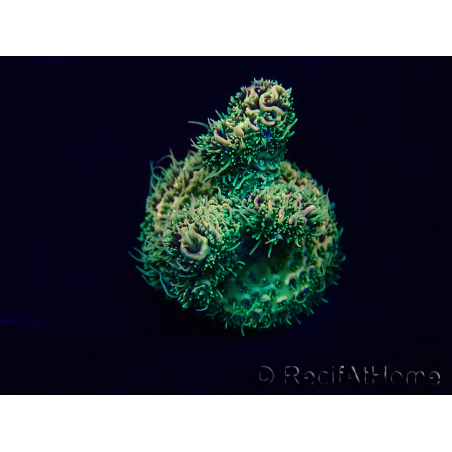 WYSIWYG Acropora Mariculture acclimated LED