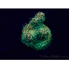 WYSIWYG Acropora Maricultuur geacclimatiseerd LED