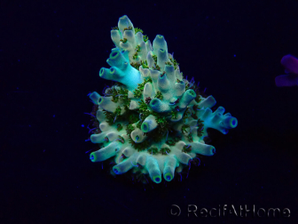 WYSIWYG Acropora Mariculture acclimated LED