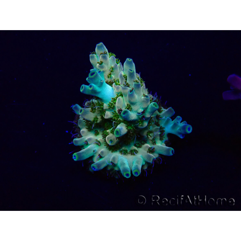 WYSIWYG Acropora Maricultuur geacclimatiseerd LED
