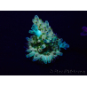 WYSIWYG Acropora Maricultuur geacclimatiseerd LED