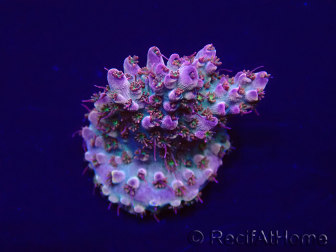 WYSIWYG Acropora Maricultura aclimatado led