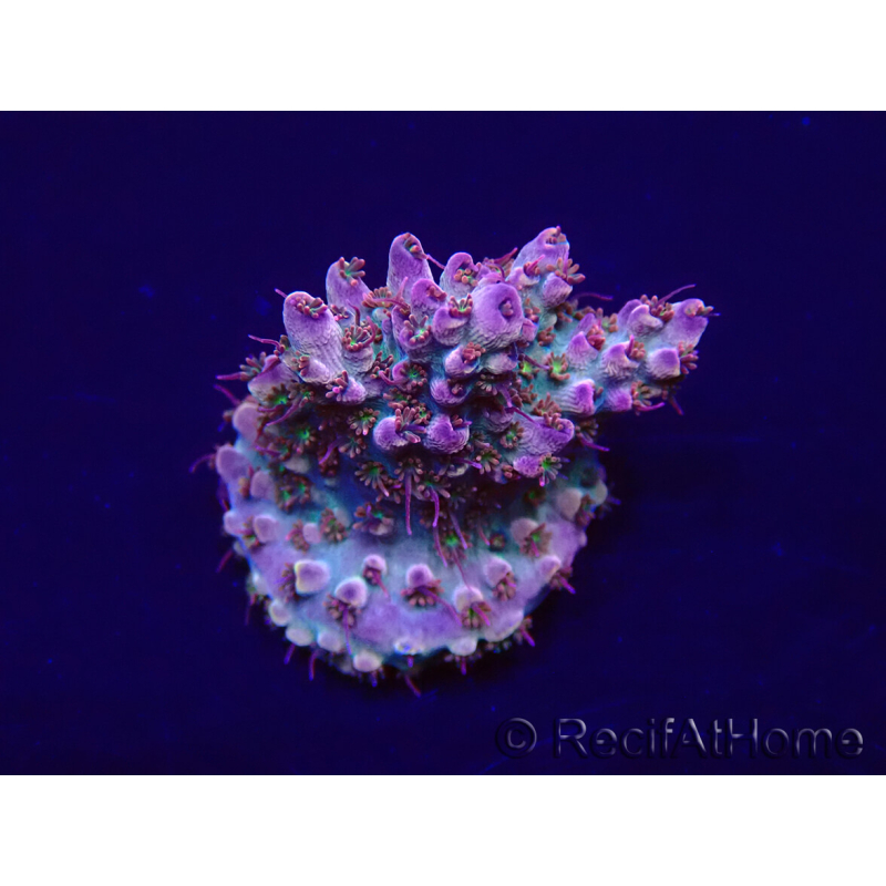WYSIWYG Acropora Mariculture acclimaté led