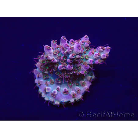 WYSIWYG Acropora Mariculture acclimaté led