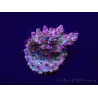 WYSIWYG Acropora Mariculture acclimaté led