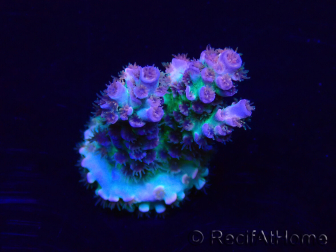 WYSIWYG Acropora tenuis Maricultura aclimatada LED