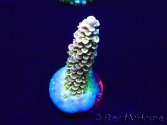 WYSIWYG Acropora tenuis Mariculture acclimaté led