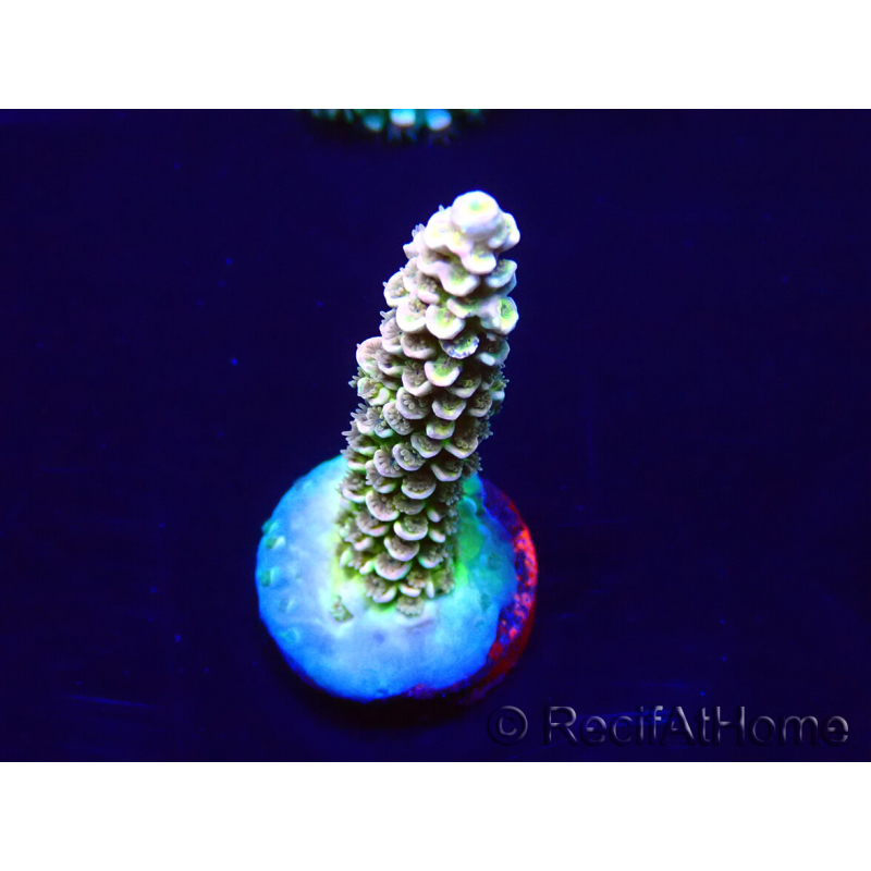 WYSIWYG Acropora tenuis 15B3 Mariculture acclimaté led