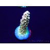 WYSIWYG Acropora tenuis 15B3 Mariculture acclimaté led