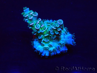 WYSIWYG Acropora akklimatisiert LED
