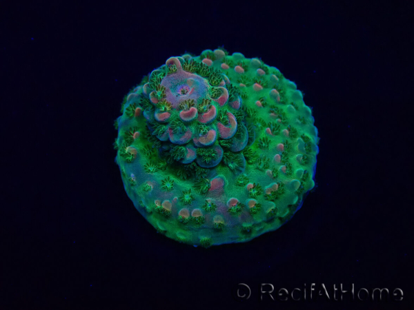 WYSIWYG Acropora Maricultura aclimatada LED