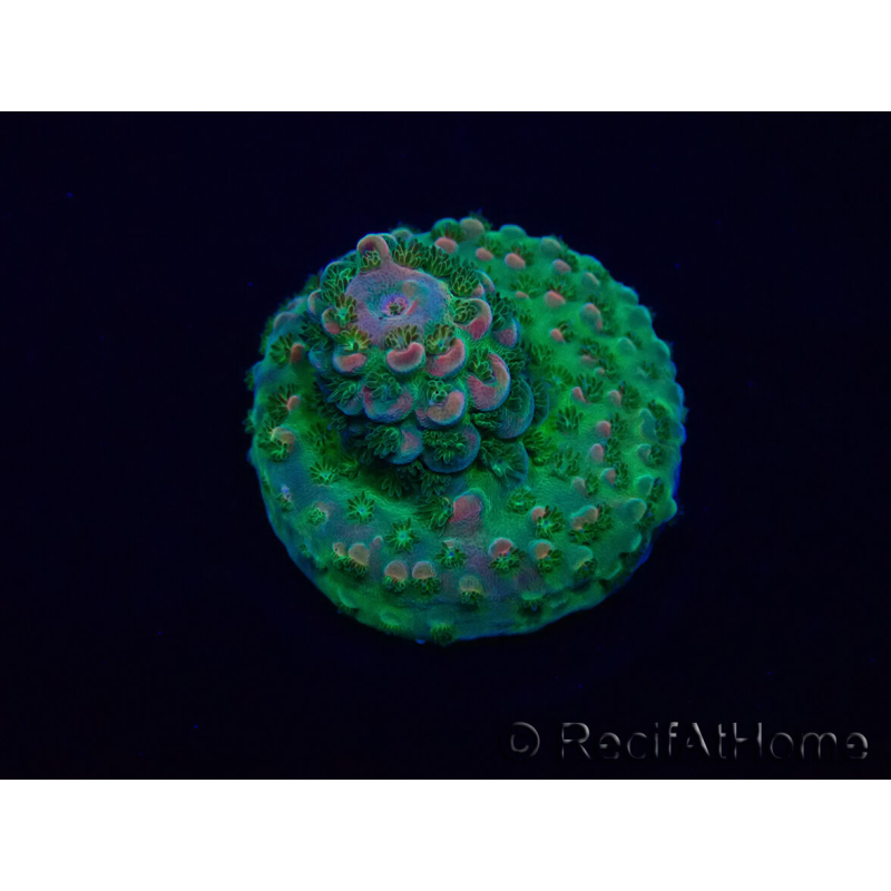 WYSIWYG Acropora Mariculture acclimated LED