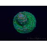 WYSIWYG Acropora Maricoltura acclimatata a LED