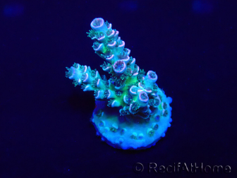 WYSIWYG Acropora Maricultuur geacclimatiseerd LED