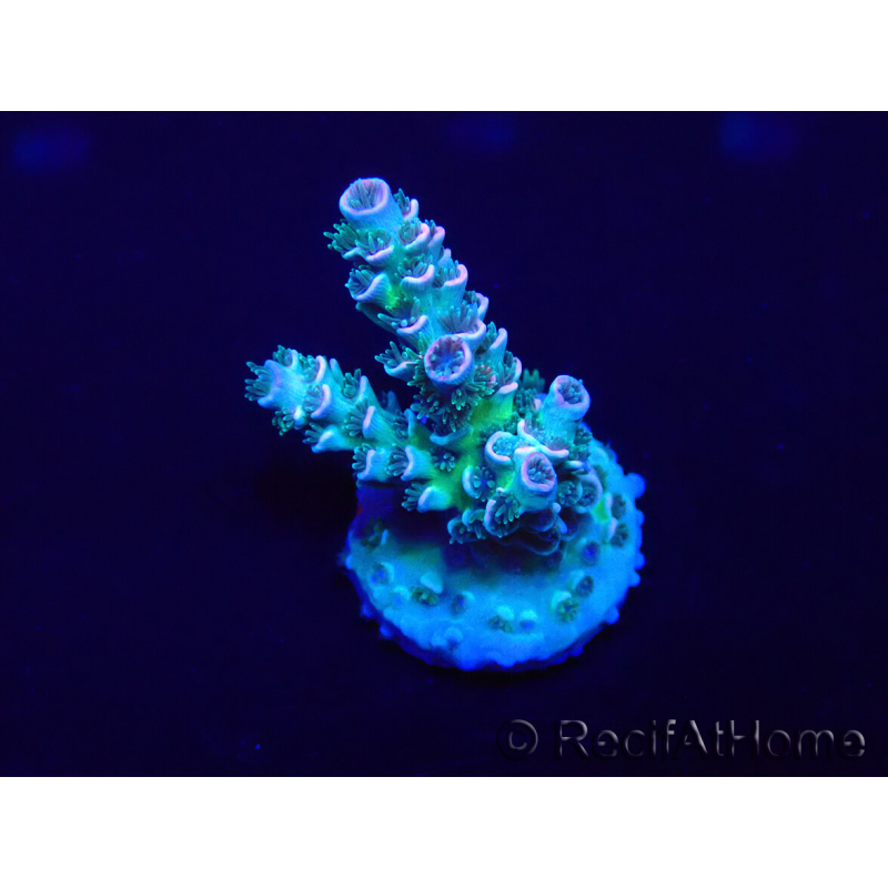 WYSIWYG Acropora Marikultur akklimatisiert LED