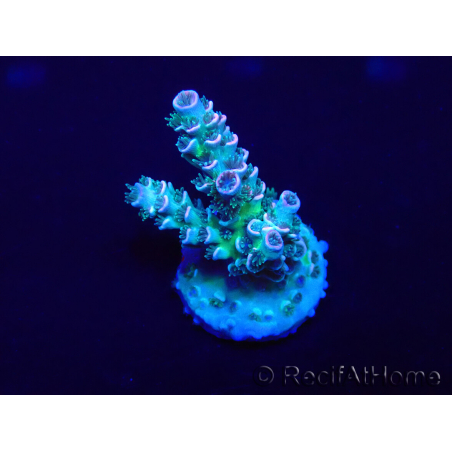 WYSIWYG Acropora Mariculture acclimated LED