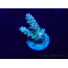 WYSIWYG Acropora Mariculture acclimated LED